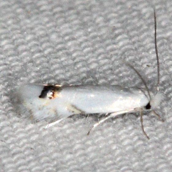0479 Laburnum Leaf Miner Moth Collier-Seminole St Pk 3-6-15
