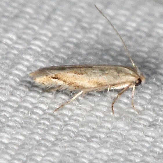 0485- Bucculatrix solidaginiella tenative yard 7-25-19