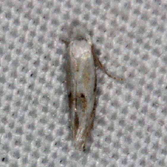 0486 Bucculatrix montana Silver Lake Cypress Glenn Fl 3-16-15