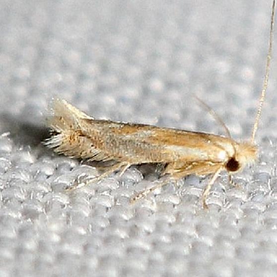 0486 Bucculatrix montana yard 8-10-12