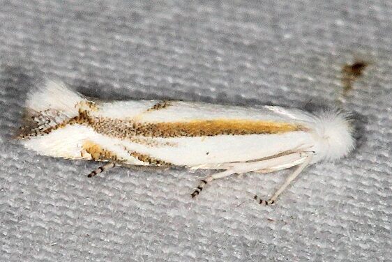 0487 Bucculatrix magnella BG2024-bear-Island-Big Cypress Preserve Fl 3-5-22