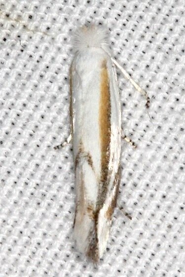 0487-Bucculatrix-magnella-BG2024-bear-Island-Big-Cypress-Preserve-Fl-3-5-22-2