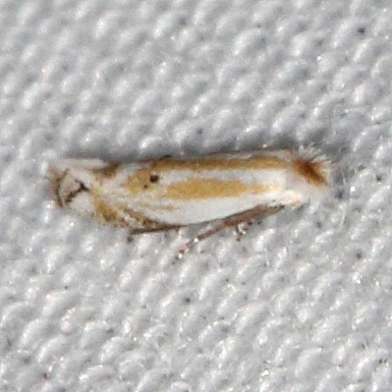 0489 Bucculatrix longula Big Lagoon St Pk Fl 9-13-18 (23)_opt