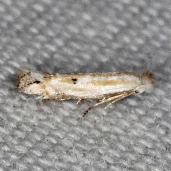 0489 Bucculatrix  longula Silver Springs St Pk Fl 9-23-18 (18)_opt