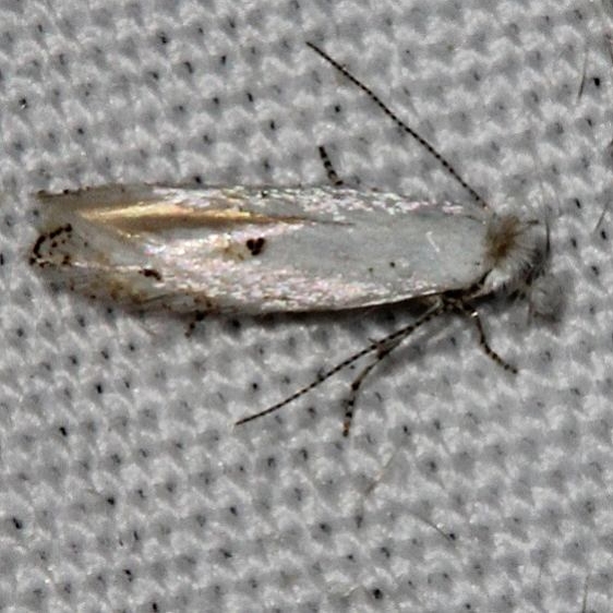 0490 Bucculatrix simulans tentative Colorado National Monument 6-18-17 (18)_opt
