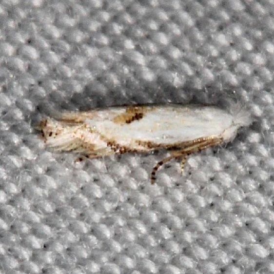 0513-Bucculatrix-staintonella-BG-Big-Lagoon-St-Pk-Fl-9-12-18-7_opt