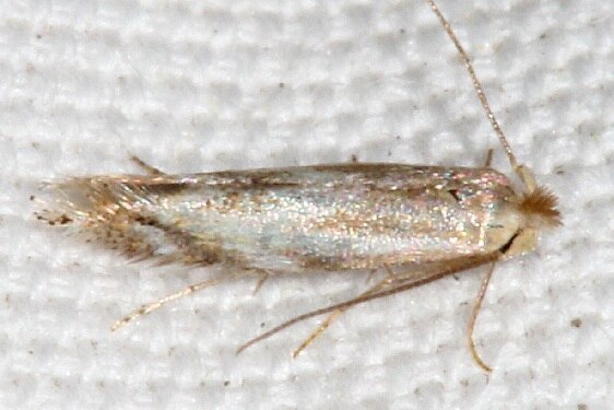 0513 Bucculatrix staintonella BG yard 5-11-23