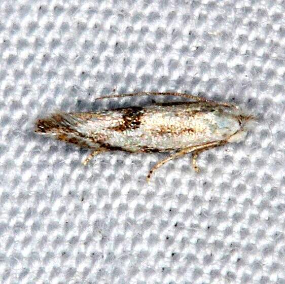 0513-Bucculatrix-staintonella-BG2024-Lucky-Hammock-Everglades-Fl-2-27-15