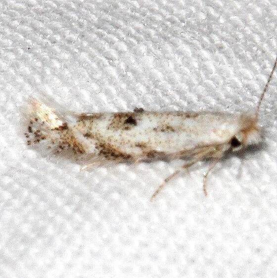 0515 Bucculatrix agnella BG2024 Rocky Mtn Natl Pk Co 6-24-17