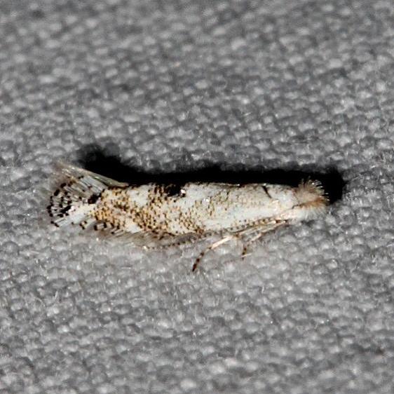 0515-Bucculatrix-agnella-Rocky-Mtn-Natl-Pk-Colorado-6-24-17-36_opt