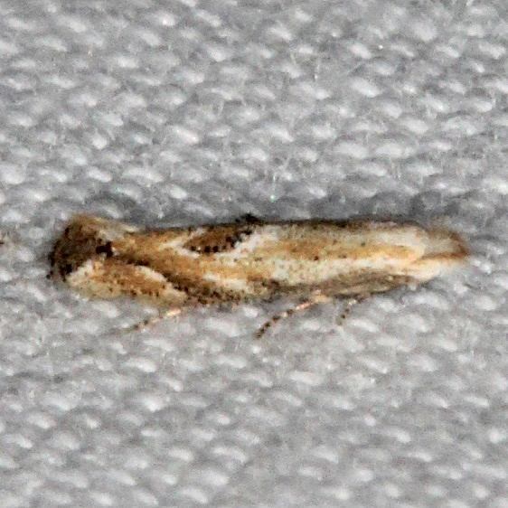 0518 Bucculatrix ambrosiaefoliella yard 7-25-19