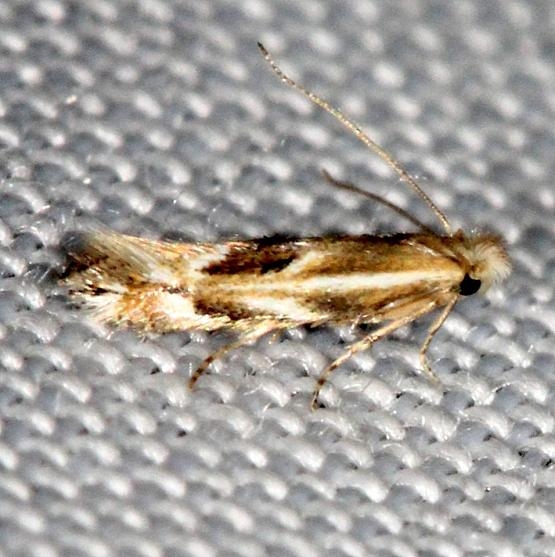 0522 Bucculatrix angustata Carter Cave St Pk Ky 4-23-13