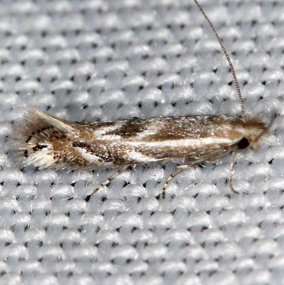 0522 Bucculatrix angustata yard 5-2-13