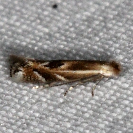 0522 Bucculatrix angustata yard 9-7-15