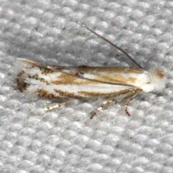 0524 Bucculatrix plucheae tentative-American-Ent-Society-deion-Bear-Island-Big Cypress Presewrve Fl 3-18-23