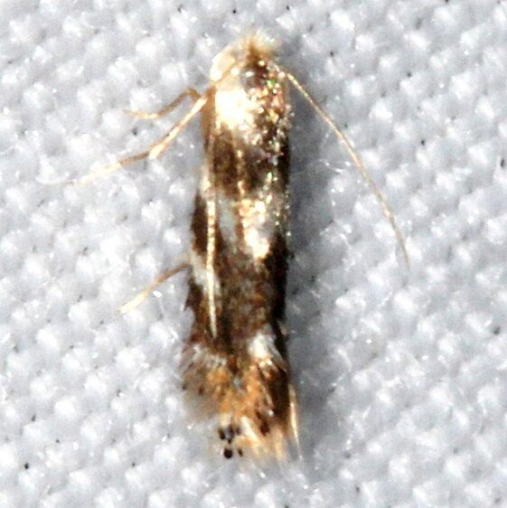 0549-Bucculatrix-trifasciella-Goose-Bay-Camp-Lac-Seul-Ont-7-4-24-2