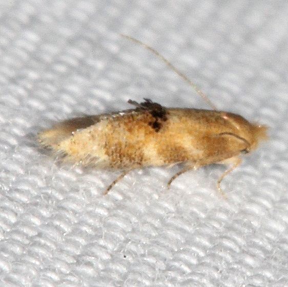 0554 Bucculatrix trifasciella BG yard 8-17-19