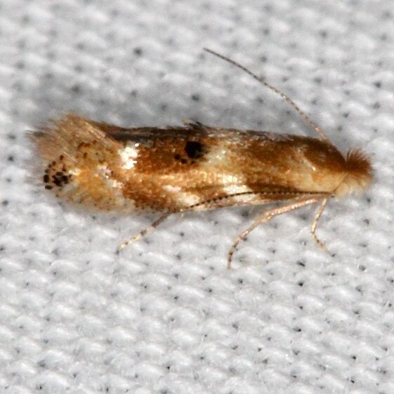 0554 Bucculatrix trifasciella Shawnee St Pk cabin12 5-17-22