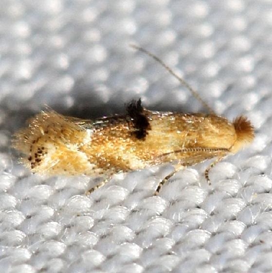 0559 Bucculatrix coronatella yard 8-6-12