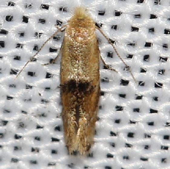 0559 Bucculatrix coronatella yard 8-6-12