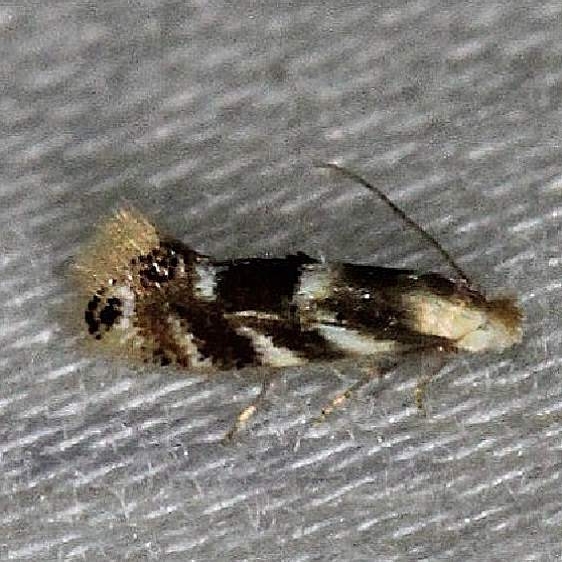 0560 Birch Skeletonizer Moth Thunder Lake Mich 6-21-13 (96)_opt