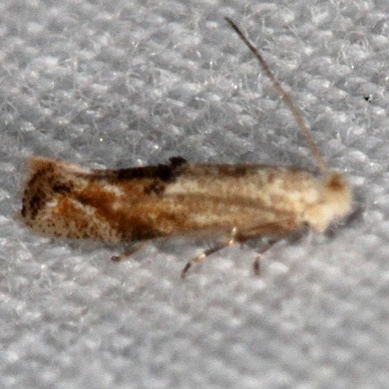 0564 Bucculatrix recognita tentetive Coyote Run Preserve Oh 7-19-19