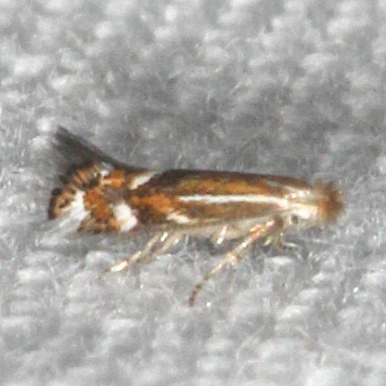 0569 Bucculatrix cerina BG-Bear-Island-Big-Cypress Preserve Fl 3-18-23