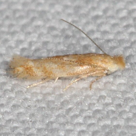 0569-Buculatrix-cerina-BG-Paynes-Prairie-St-Pk-Fl-3-8-23