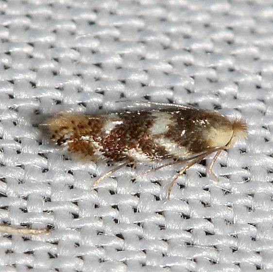 0572 Oak Skeletonizer Moth Thunder Lake UP Mich 6-23-12