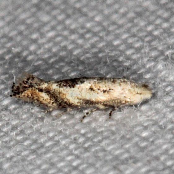 0574 Bucculatrix anaticula tenative BG Shawnee St Pk cabin 10  8-22-19