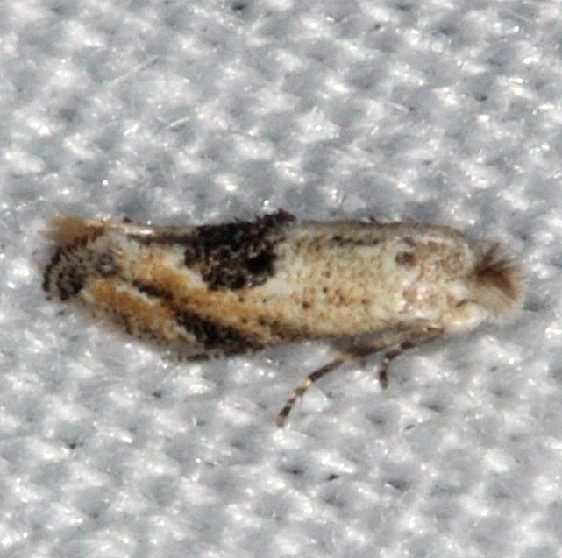 0577 Bucculatrix pomifoliella Burr Oak St Pk at cabins Oh 6-27-14