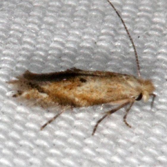 0577 Bucculatrix pomifoliella Coyote Run Preserve Oh 7-19-19