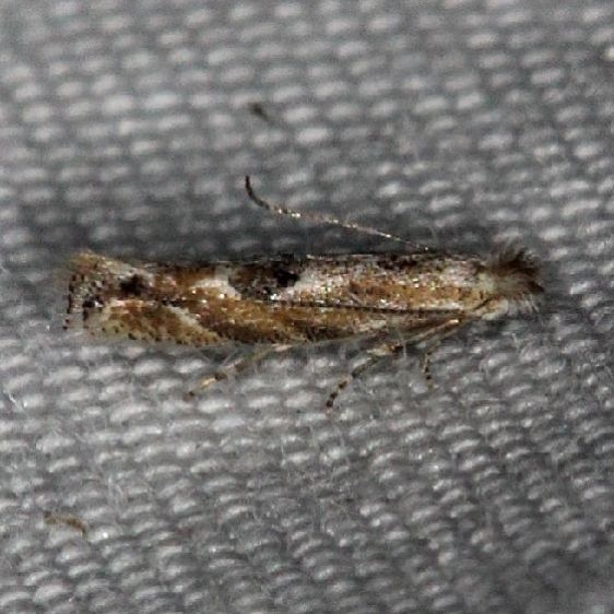 0577 Bucculatrix pomifoliella yard 9-4-14