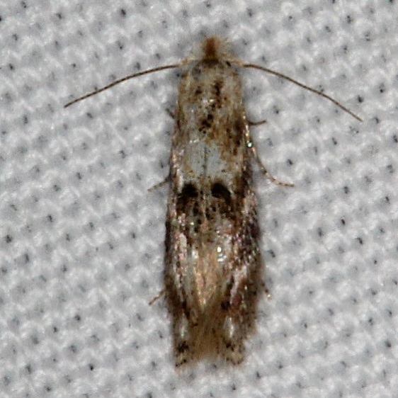 0579 Bucculatrix quadrigemina tentative Devil