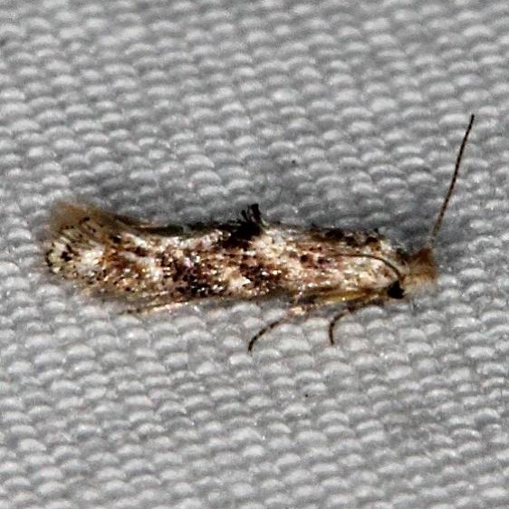 0579 Bucculatrix quadrigemina tentative Devil