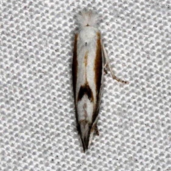 0582.97 BG Unidentified Bucculatrix Moth Jonathan Dickinson St Pk Fl 3-7-17_opt (1)