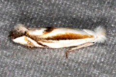 0582.97 BG Unidentified Bucculatrix Moth Jonathan Dickinson St Pk Fl 3-7-17_opt (2)