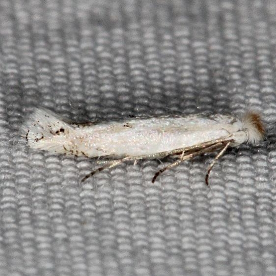 0582.97 Unidentified BG Bucculatrix Moth Devil
