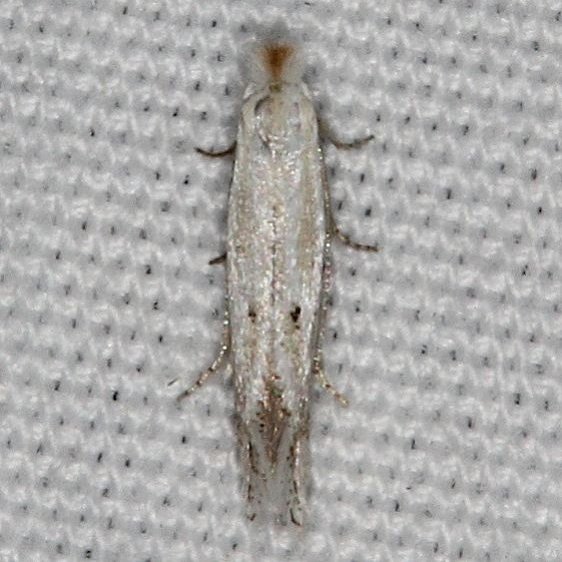 0582.97 Unidentified BG Bucculatrix Moth Devil