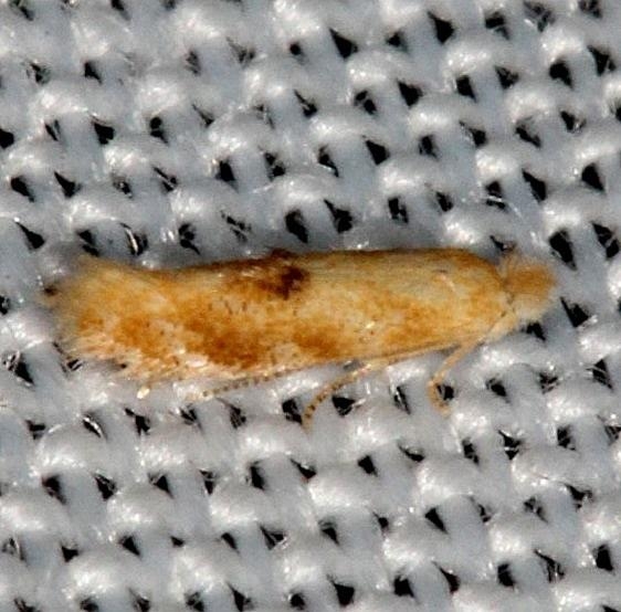 0582.97 Unidentified Bucculatrix Moth Mahogony Hammock 2-18-14