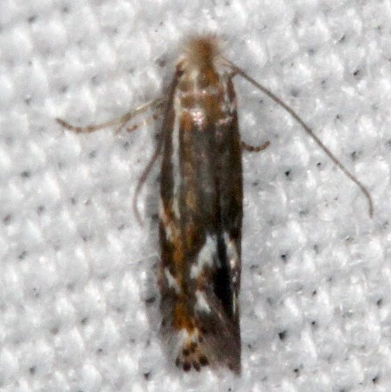 0582.97 Unidentified Bucculatrix-BG-Bear-Island Big Cypress Preserve Fl 3-4-22