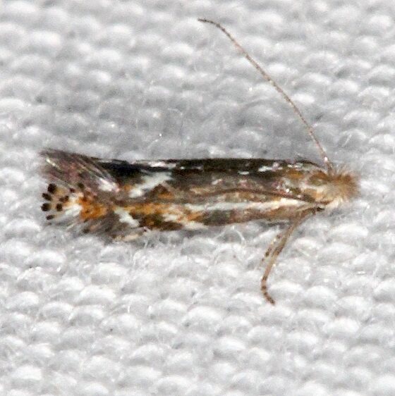 0582.97-Unidentified-Bucculatrix-BG-Bear-Island-Big-Cypress-Preserve-Fl-3-4-22-2