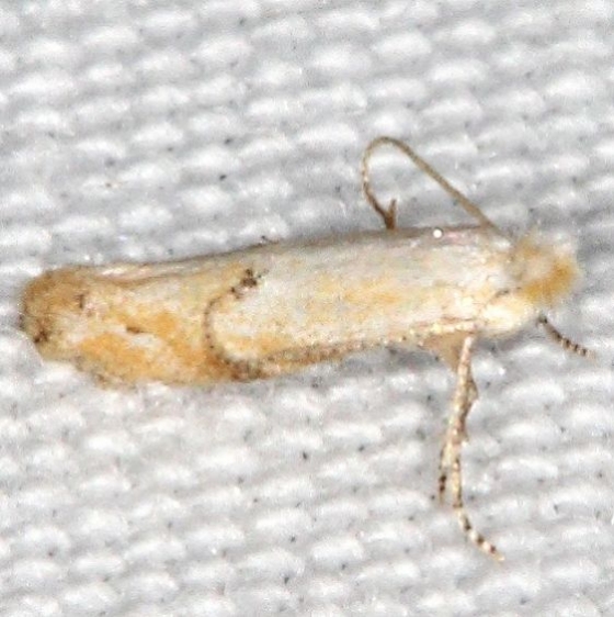 0582.97 Unidentified Bucculatrix Moth BG Campsite 119 Falcon St Pk 10-22-16_opt