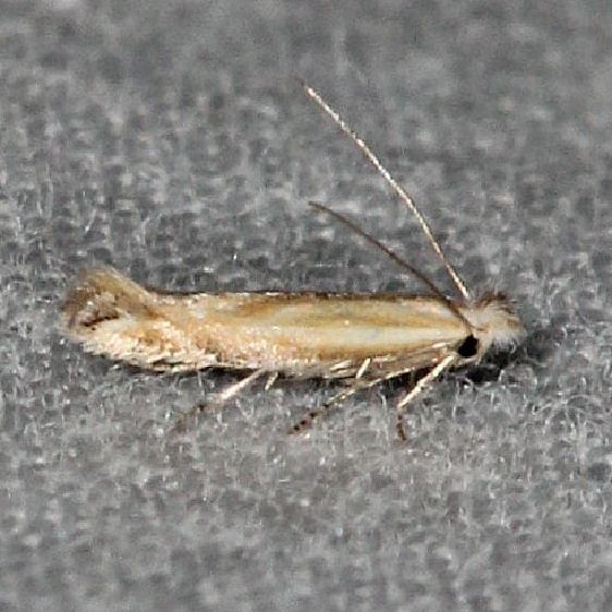 0582.97 Unidentified Bucculatrix Moth Bader