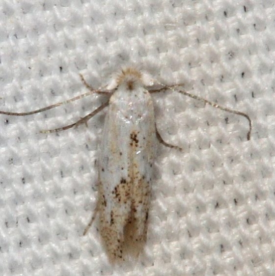 0582.97 Unidentified Bucculatrix Moth Campsite 119 a Falcon St Pk BG 10-22-16 (7)_opt