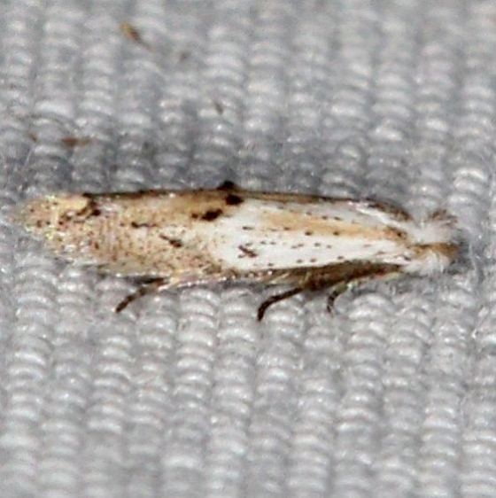 0582.97 Unidentified Bucculatrix Moth Campsite 119 a Falcon St Pk BG 10-22-16_opt