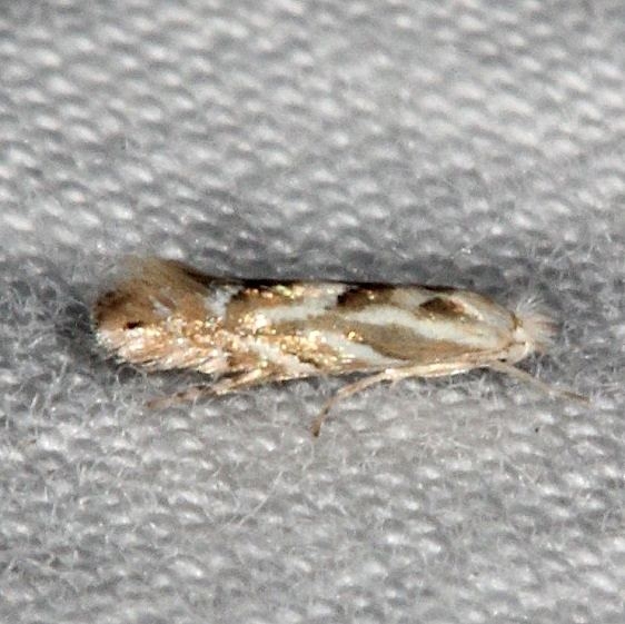 0582.97 Unidentified Bucculatrix Moth Collier-Seminole St Pk 3-3-15