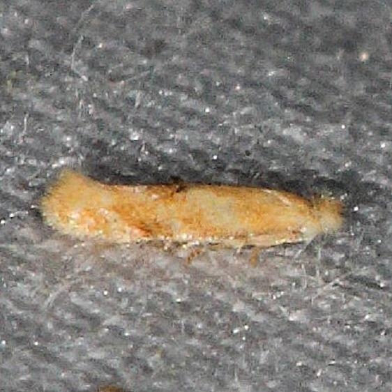0582.97 Unidentified Bucculatrix Moth Lake Kissimmee St Pk 3-12-14