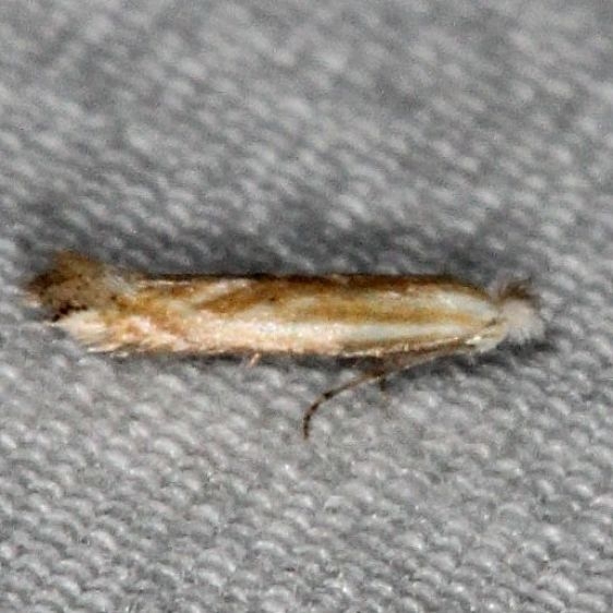 0582.97 Unidentified Bucculatrix Moth Little Manetee River St Pk 3-10-15_opt