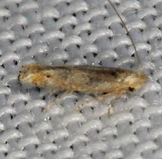 0582.97 Unidentified Bucculatrix Moth NABA Gardens Texas 11-4-13